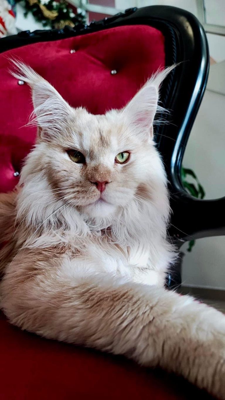 Maine Coon