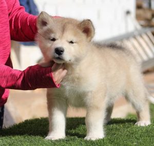 Alaskan Malamute