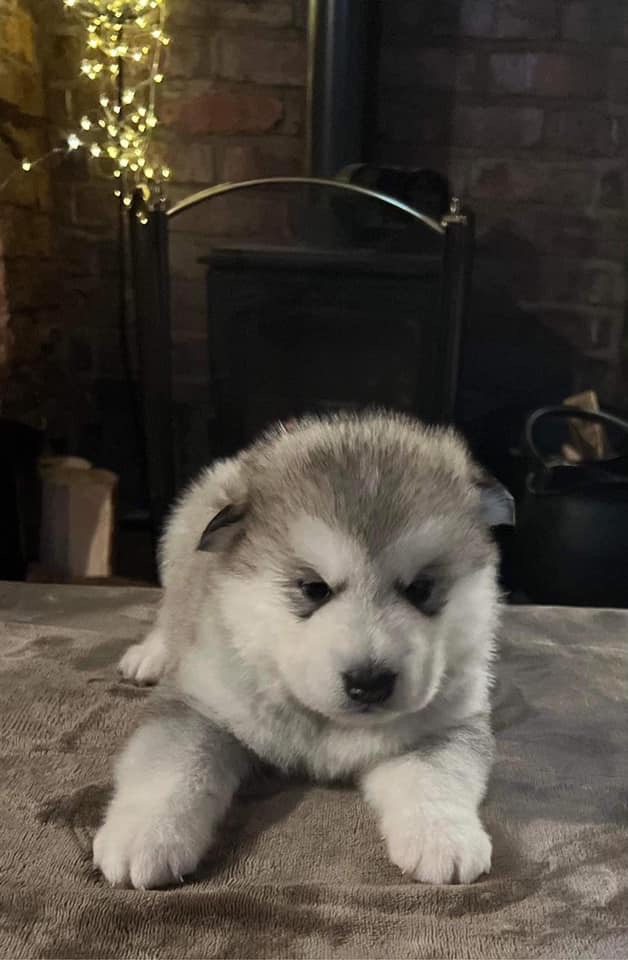 Alaskan Malamute