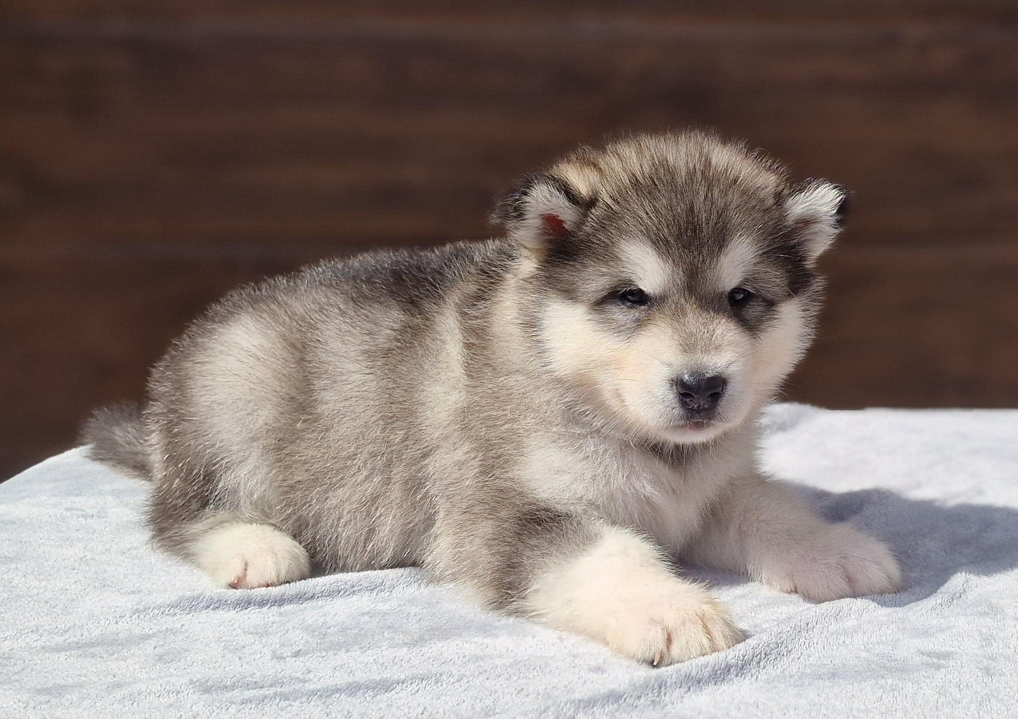 Alaskan Malamute