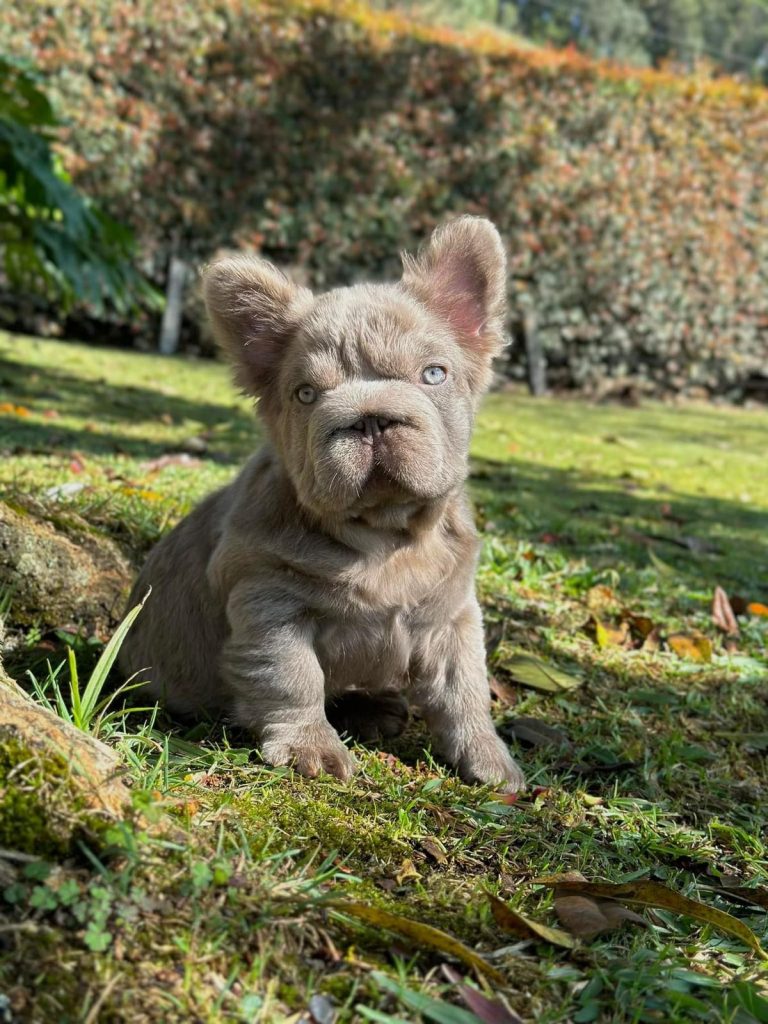 criadero de perros medellin fluffy big rope