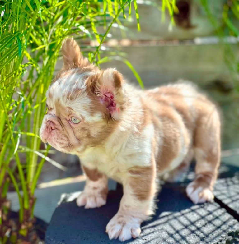 criadero de perros bull dog frances fluffy