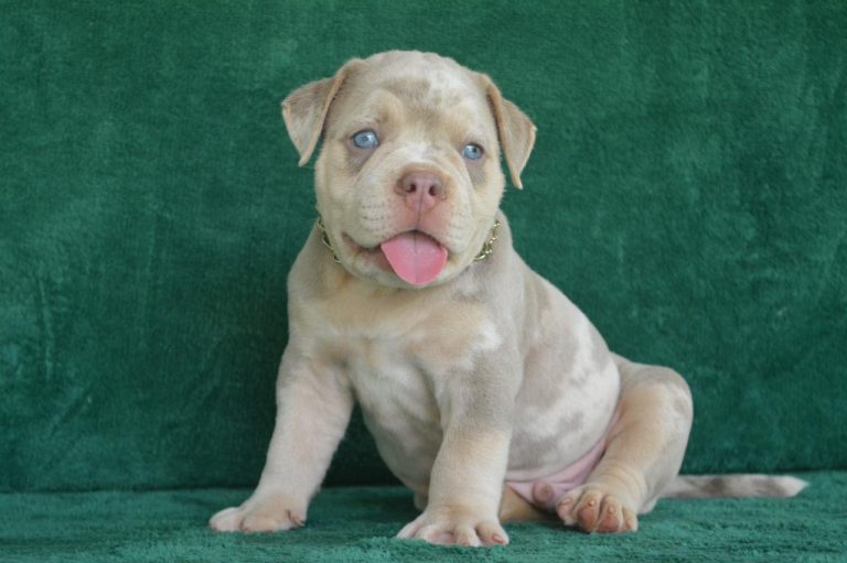 criadero de perros medellin bully