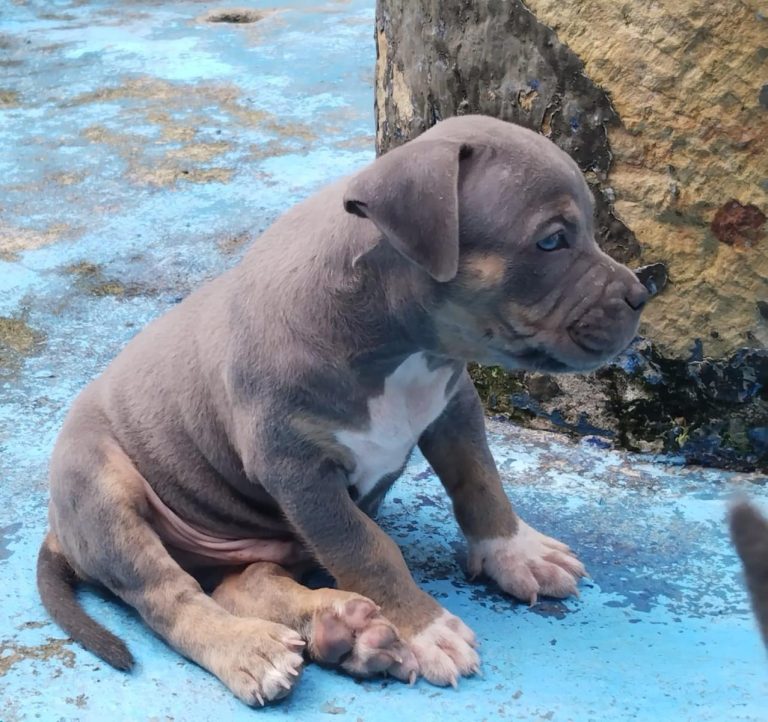 criadero de perros medellin bully