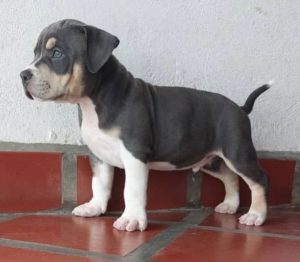 criadero de perros medellin bully