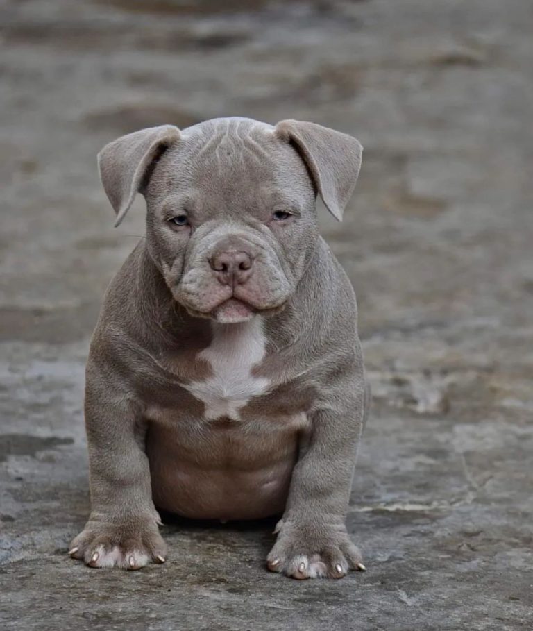 criadero de perros medellin bully