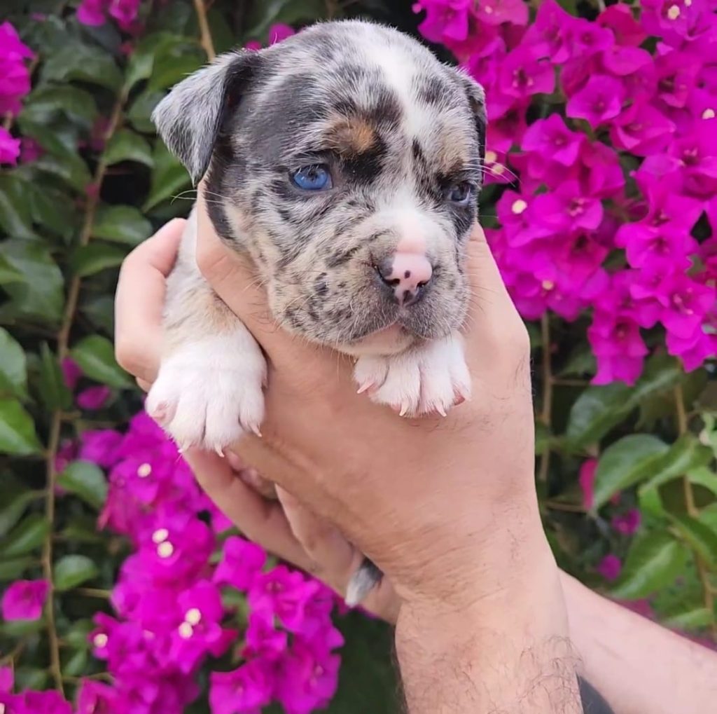 criadero de perros medellin bully