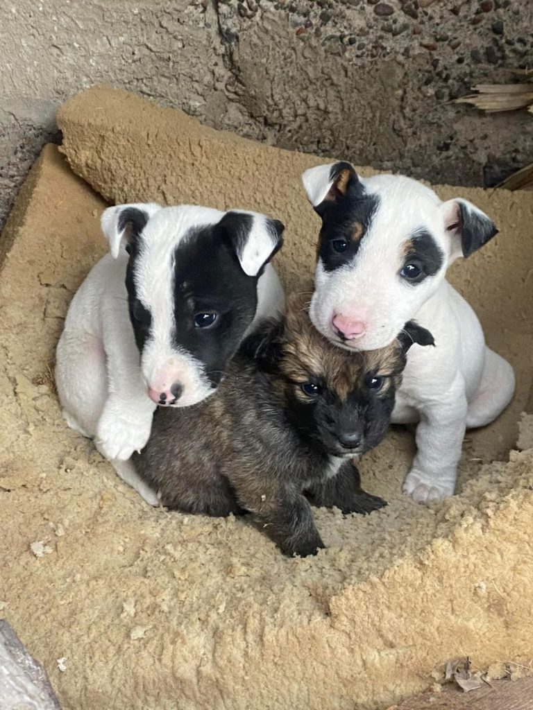 criadero de perros medellin Bull Terrier