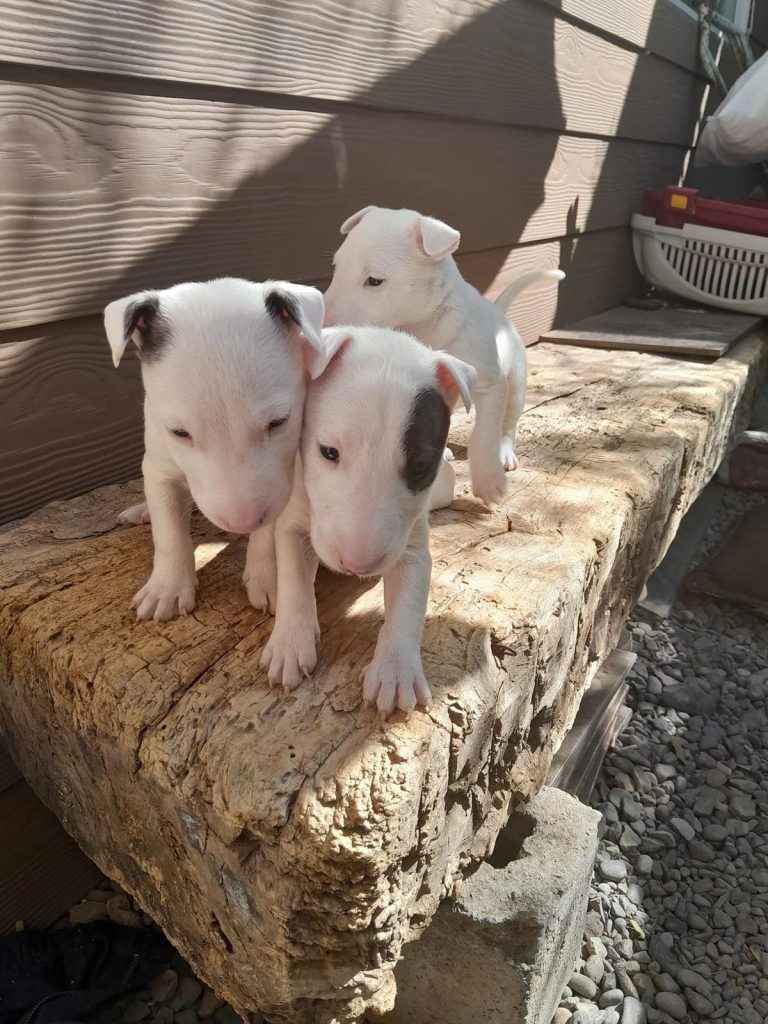 criadero de perros medellin Bull Terrier