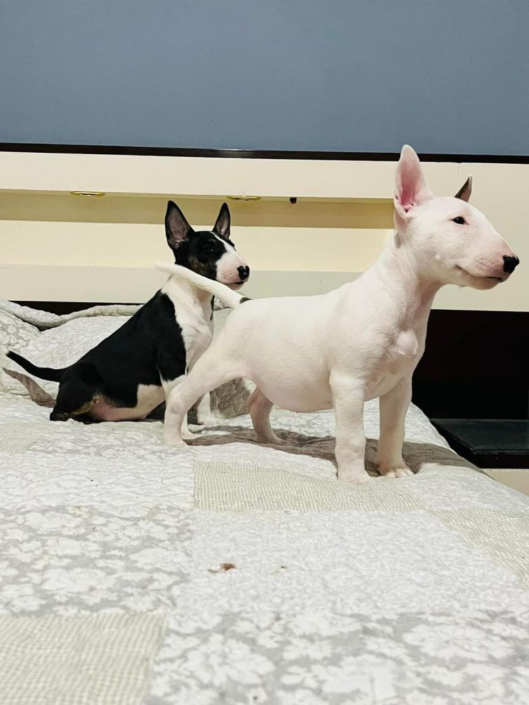 criadero de perros medellin Bull Terrier