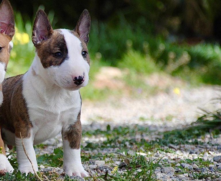 criadero de perros Manizales Bull Terrier