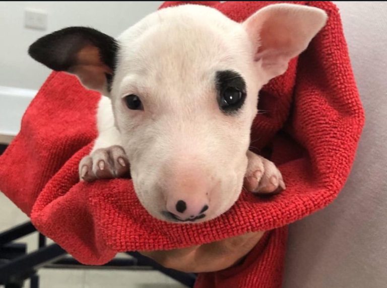 criadero de perros medellin Bull Terrier