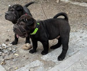 criadero de perros medellin shar pei