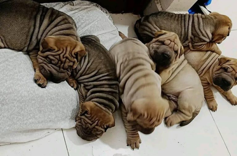 criadero de perros medellin shar pei