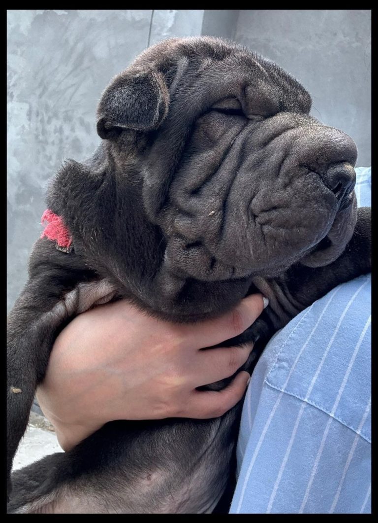 criadero de perros medellin shar pei