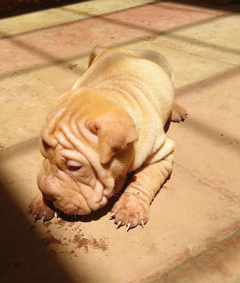 criadero de perros medellin shar pei