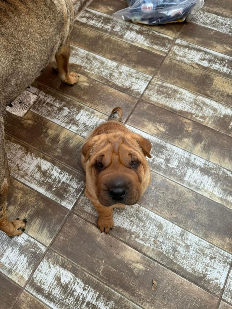 criadero de perros medellin shar pei