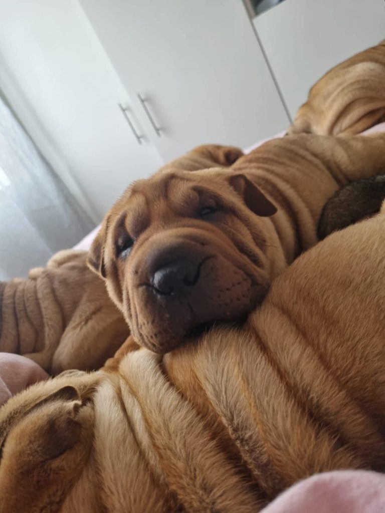 criadero de perros medellin shar pei