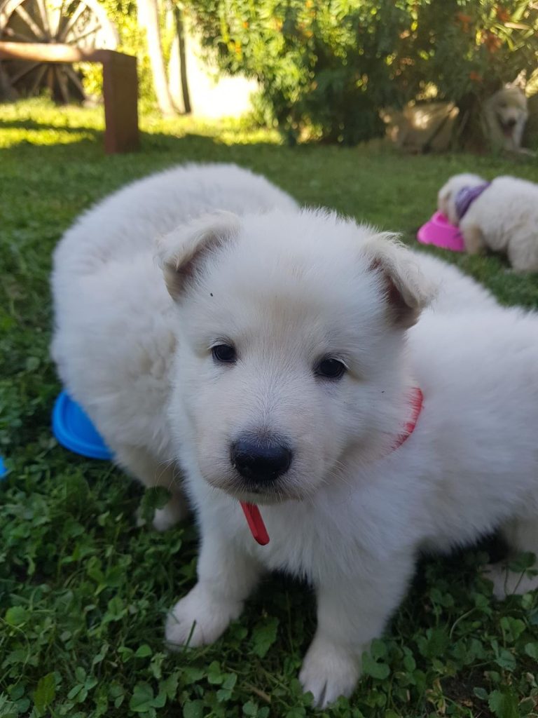 criadero de perros medellin pastor suizo blanco