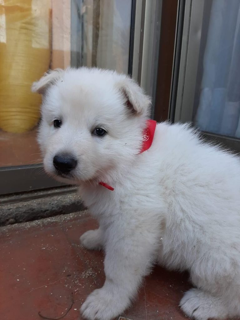 criadero de perros medellin pastor suizo blanco