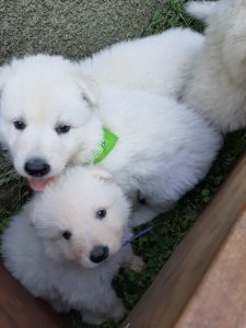 criadero de perros medellin pastor suizo blanco