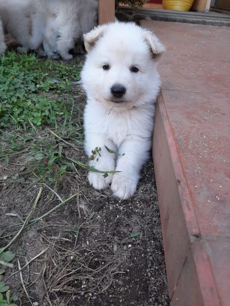 criadero de perros medellin pastor suizo blanco