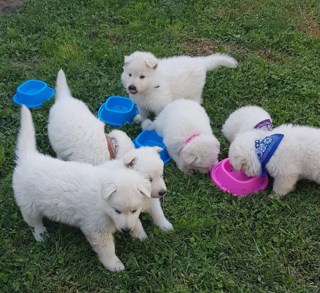 criadero de perros medellin pastor suizo blanco