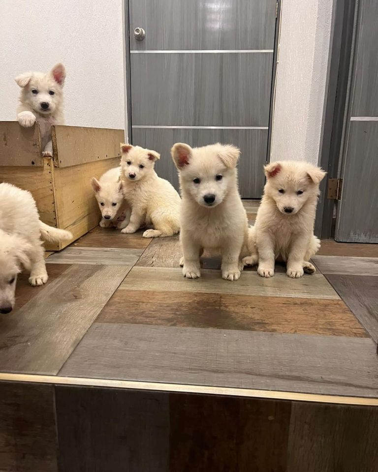 criadero de perros medellin pastor suizo blanco