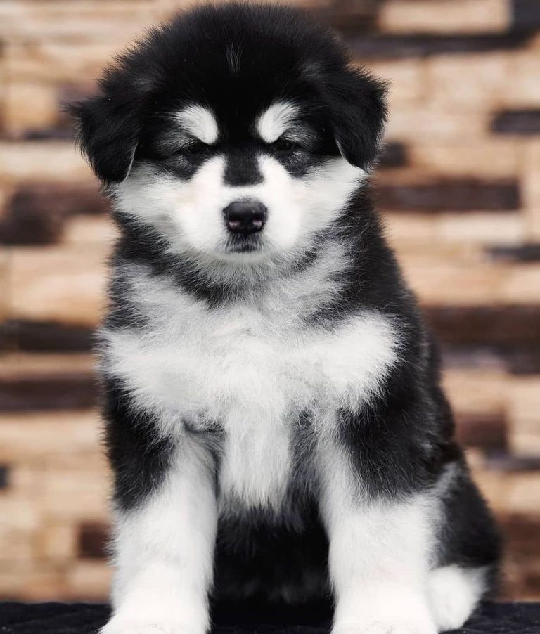 Alaskan Malamute