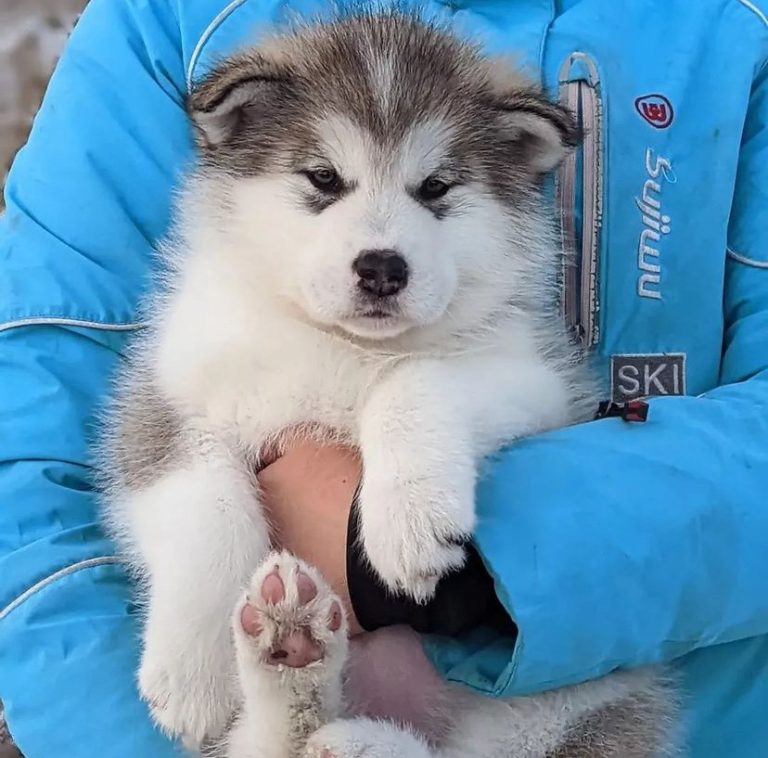 Alaskan Malamute