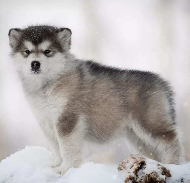 Criadero Alaskan Malamute