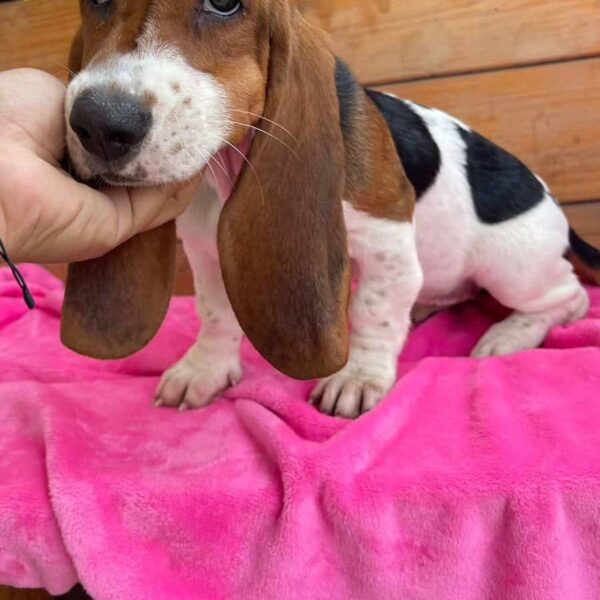 Venta de Perros Basset hound Medellín Colombia