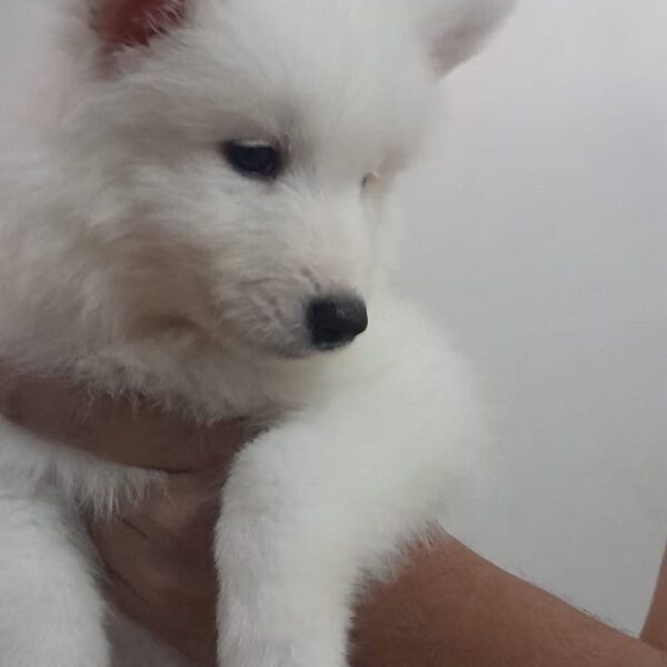 Venta de Perros Samoyedo en Sincelejo