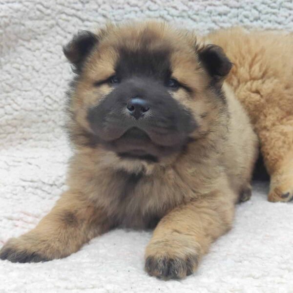 Venta de perros Chow Chow en Barranquilla