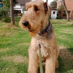 Criadero de Perros Bucaramanga