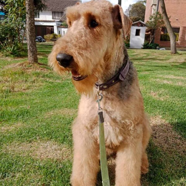 Criadero de Perros Bucaramanga