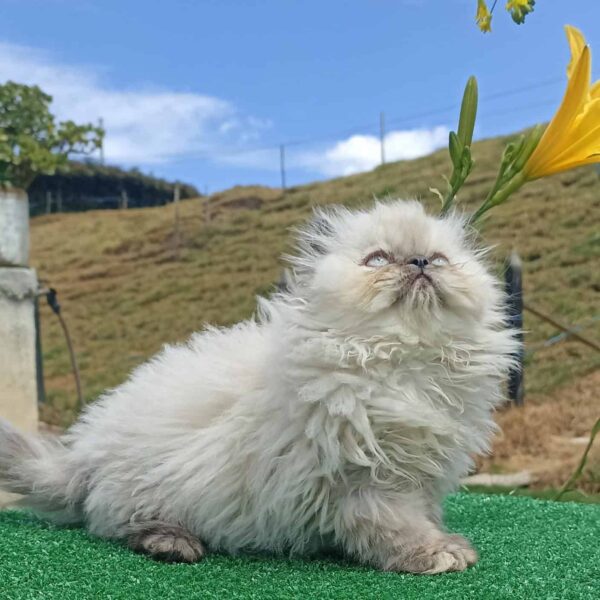 Venta de Gatos Persa en Tunja