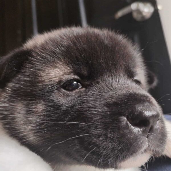 Venta de Perros Akita en Valledupar