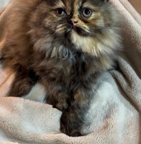 Venta de Gatos Persa en Armenia