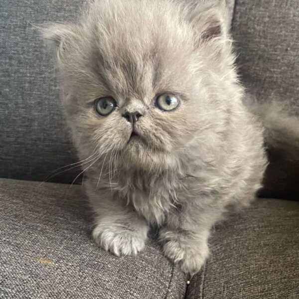 Venta de Gatos Precio Gatos Persa en Pasto