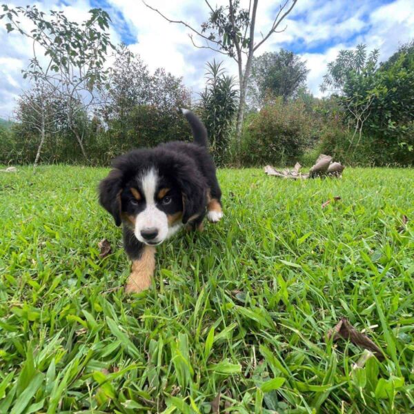 Comprar Bernés de la Montaña en Sincelejo