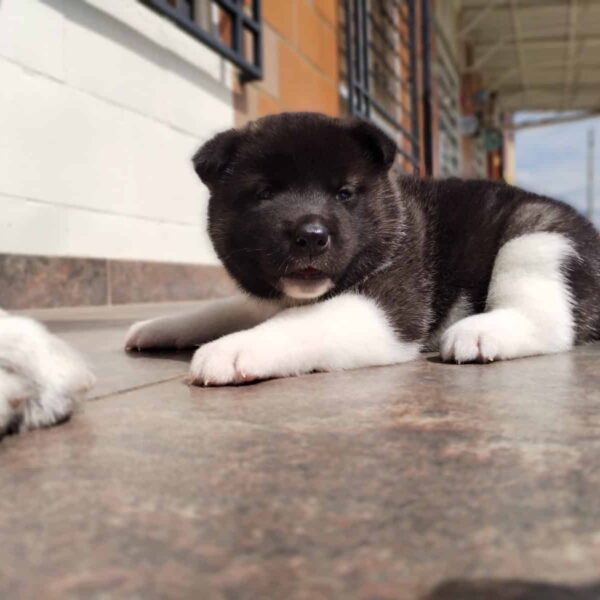 Venta de Perros Akita en Armenia