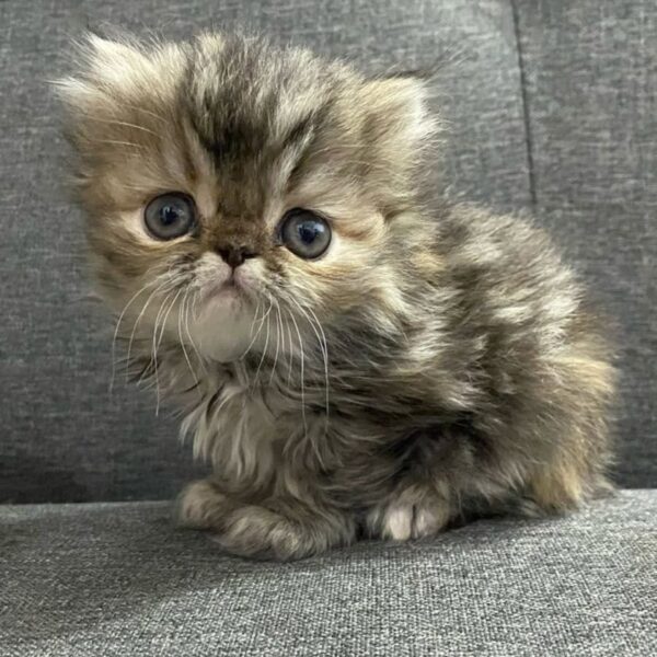 Venta de gatos persa en Montería