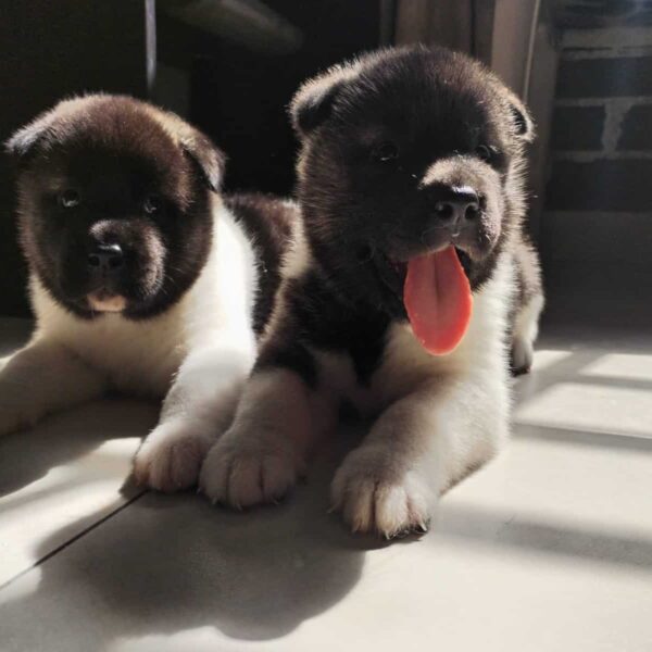 Venta de Perros Akita en Sincelejo