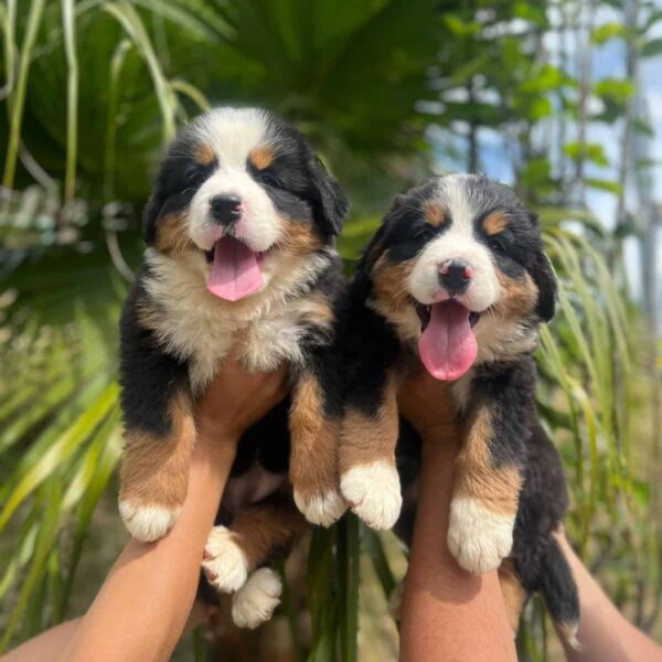 Venta de Perros Bernés de la Montaña en Tunja