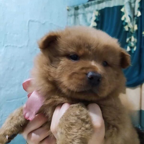 Venta de Perros Chow Chow en Bucaramanga
