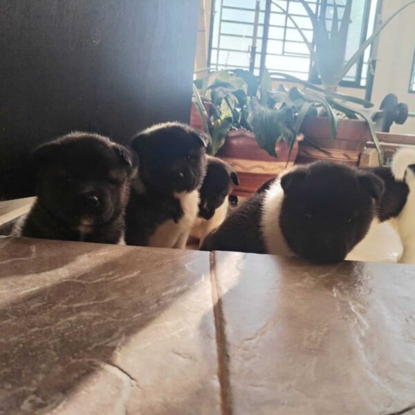 Venta de Perros Akita en Tunja