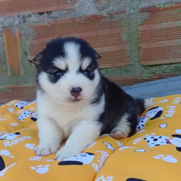 Pomsky precio en Pereira