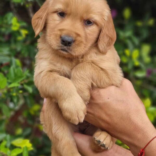 Venta de Perros Golden Retriever en Sincelejo