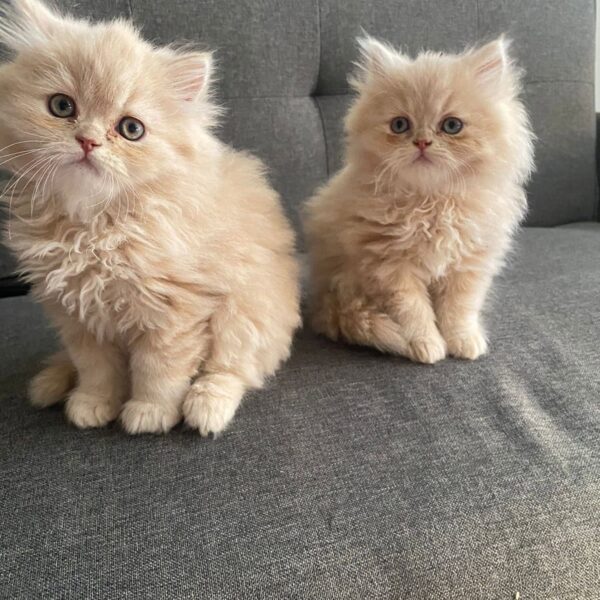 Gatos Persa precio en Cúcuta